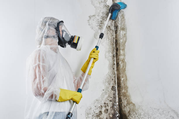 Best HVAC Mold Remediation in Douglas, WY