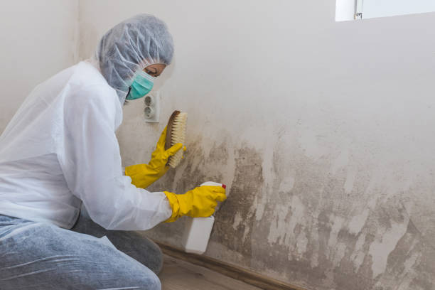 Best Basement Mold Remediation in Douglas, WY