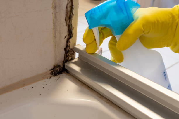 Best DIY Mold Remediation Support Services in Douglas, WY