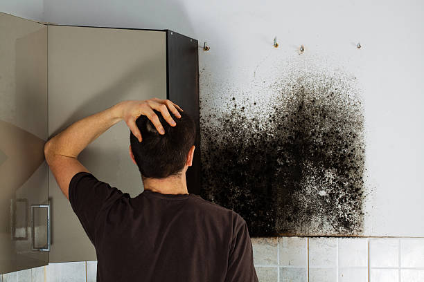 Professional Mold Remediation in Douglas, WY
